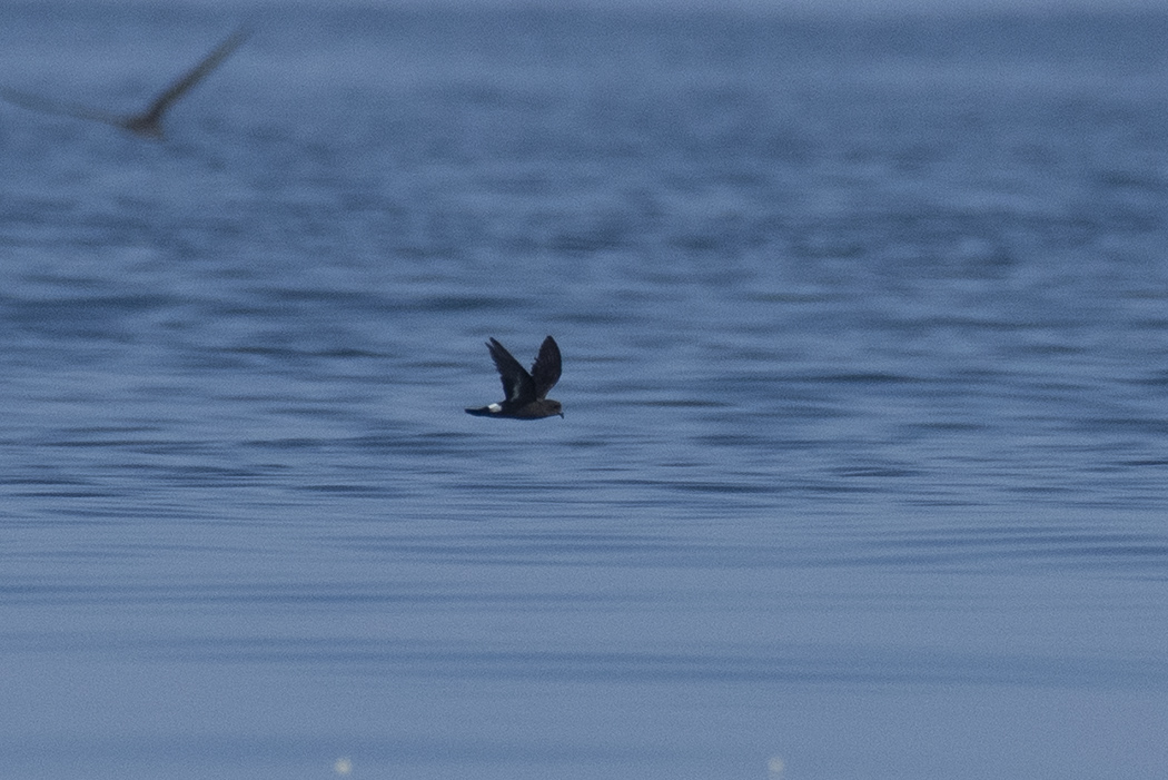 European Storm-Petrel